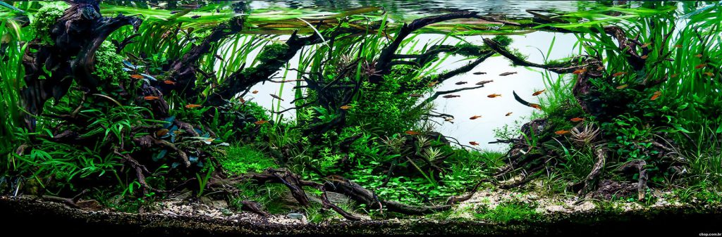 The Nature Aquarium - Aquascaping Styles