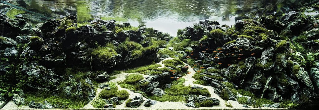 The Nature Aquarium - Aquascaping Styles