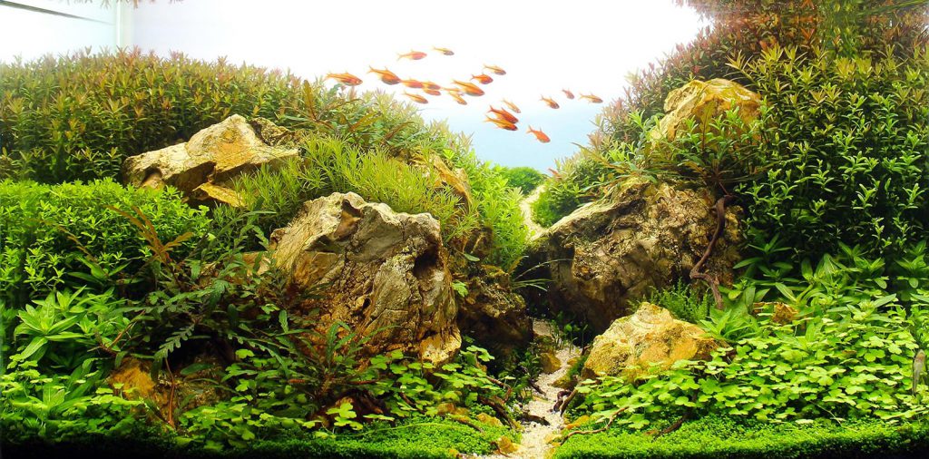 The Nature Aquarium - Aquascaping Styles