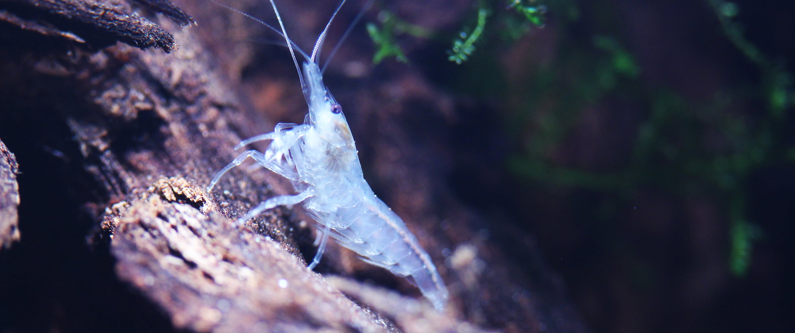 Neocaridina palmata White Pearl - Freshwater shrimp. Neocaridina palmata White Pearl - Freshwater shrimp