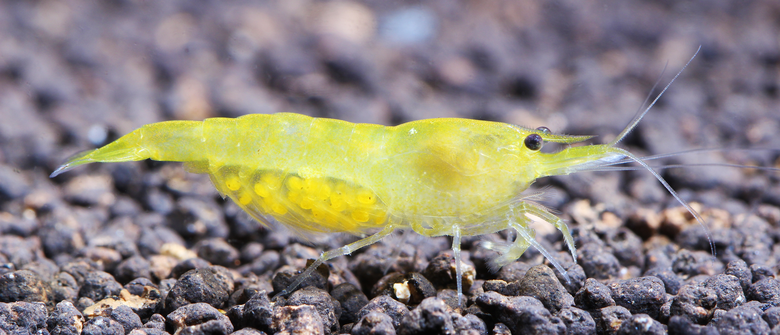 Neocaridina shrimp female with eggs. Neocaridina shrimp female with eggs.