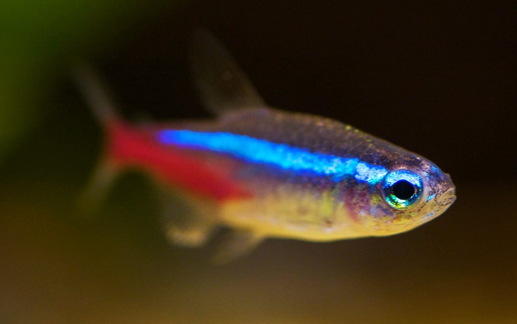 neon-tetra-aquascaping