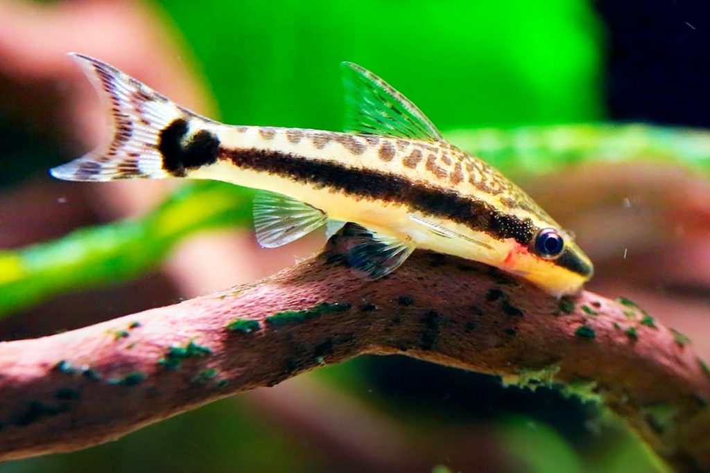 Otocinclus vittatus – A great algae eater