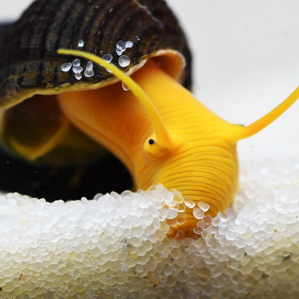 Rabbit snail (Tylomelania sp.) Rabbit snail (Tylomelania sp.)