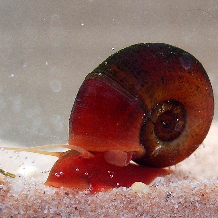 Ramshorn snail (Planorbarius sp.) Ramshorn snail (Planorbarius sp.)