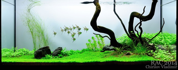 Romanian Aquascaping Contest