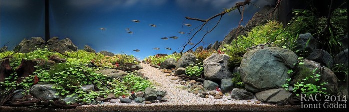 Romanian Aquascaping Contest
