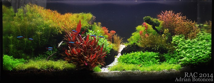 Romanian Aquascaping Contest