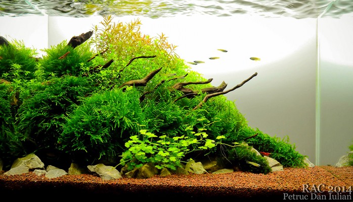 Romanian Aquascaping Contest