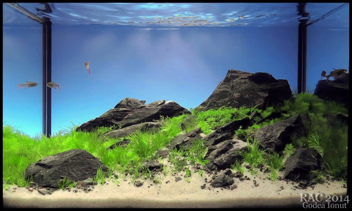 Romanian Aquascaping Contest