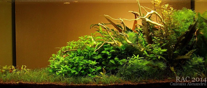 Romanian Aquascaping Contest