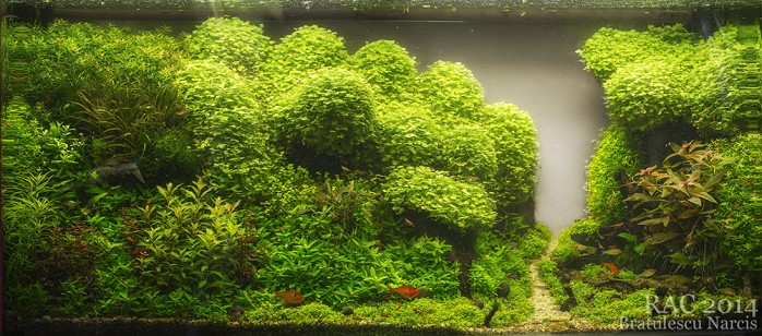 Romanian Aquascaping Contest