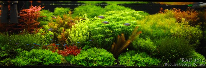 Romanian Aquascaping Contest