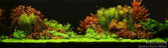 Romanian Aquascaping Contest