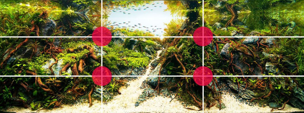 The Rule of Thirds in Aquascaping