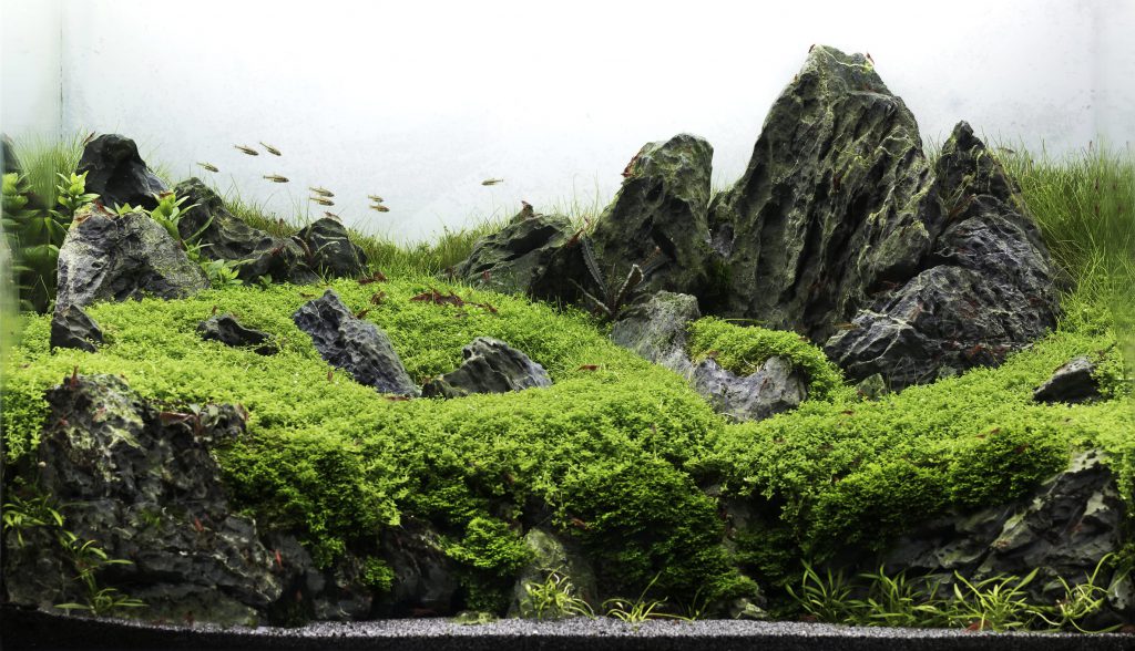 seiryu-stones-aquascaping
