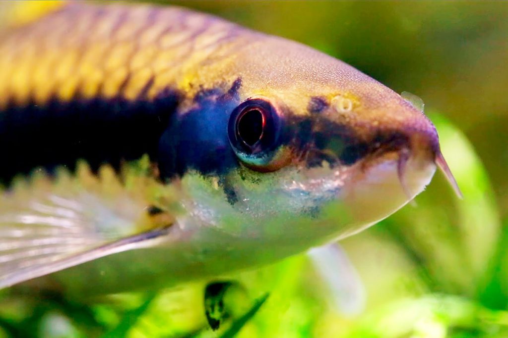 Siamese Algae Eater (SAE) – Crossocheilus siamensis