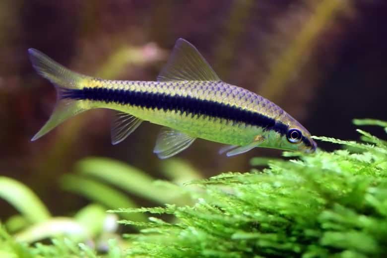 siamese-algae-eater-crossocheilus-oblongatus-3