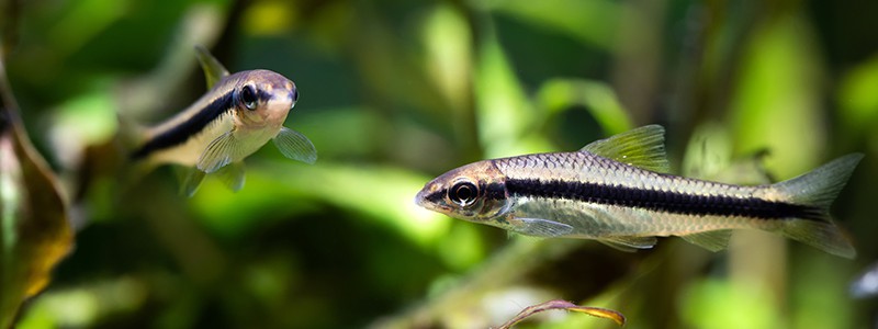 siamese-algae-eater-crossocheilus-oblongatus-4