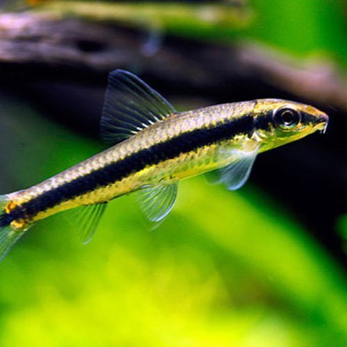 Crossocheilus oblongotus