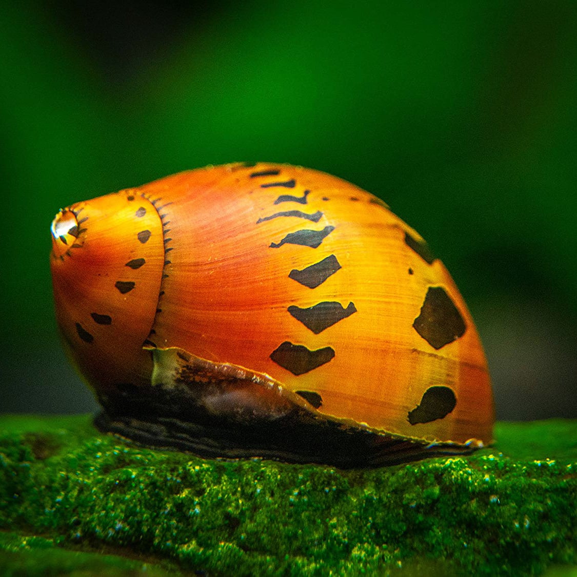 Tiger Nerite (Vittina semiconica)