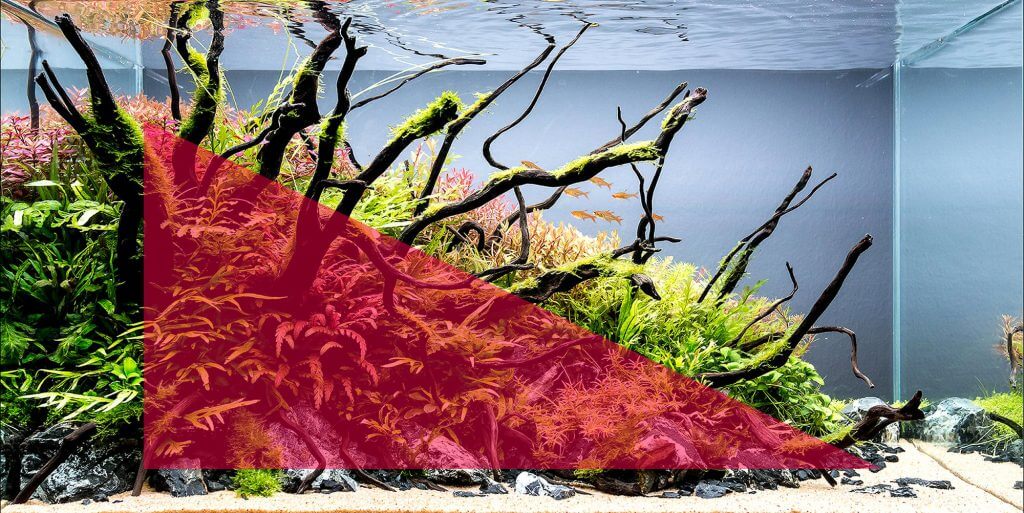 triangular-design-aquascaping