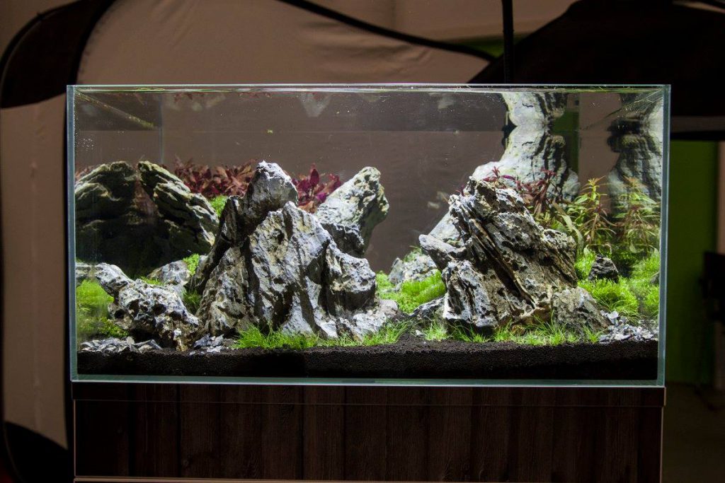 aquascaping event hardscape aquarium