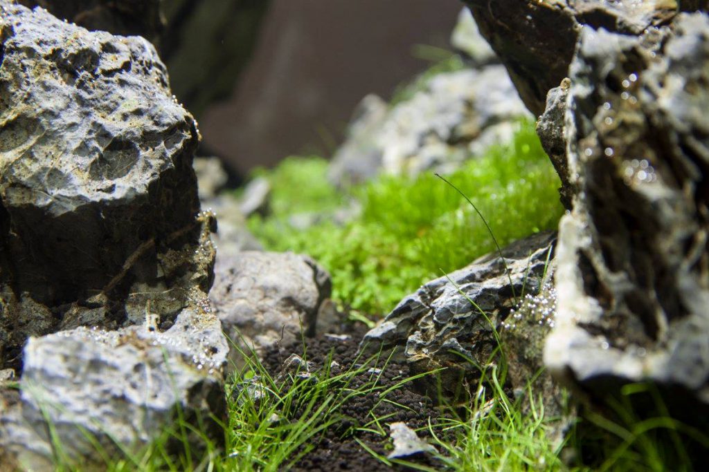 aquascaping event aquascape details