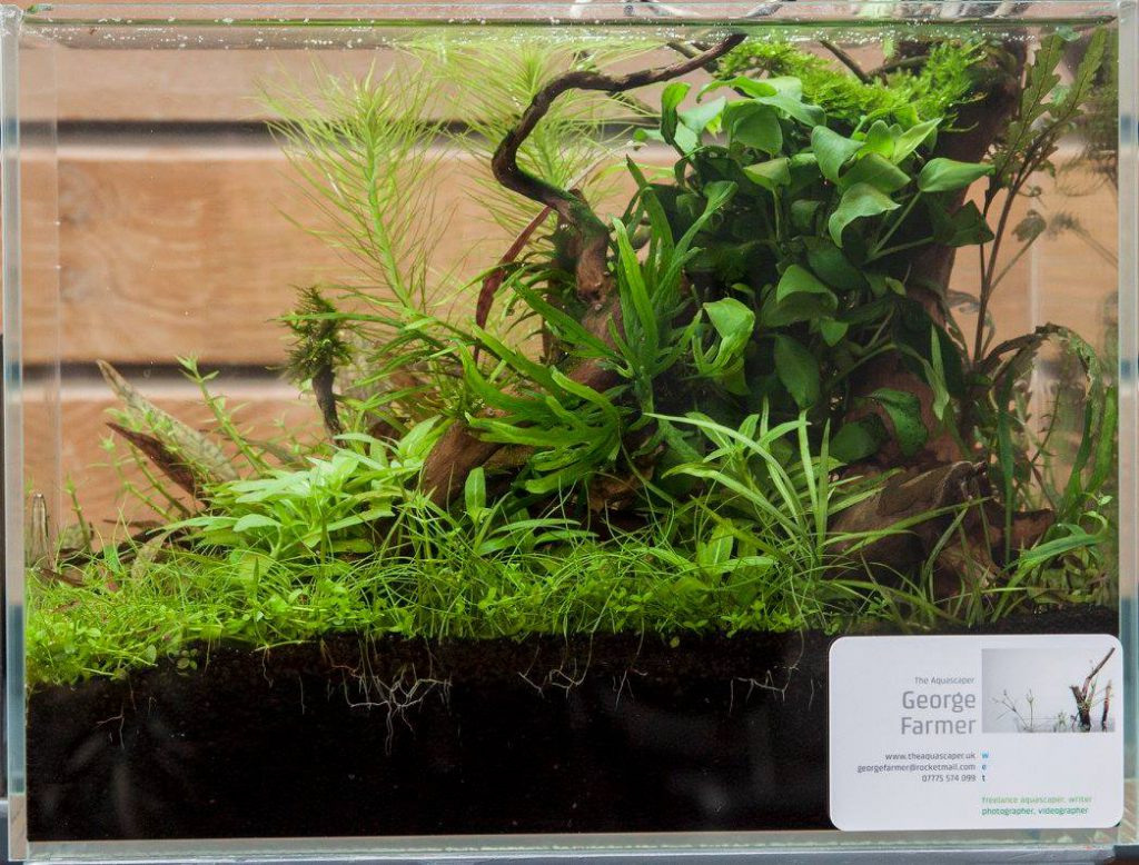 aquascaping event green aquascape