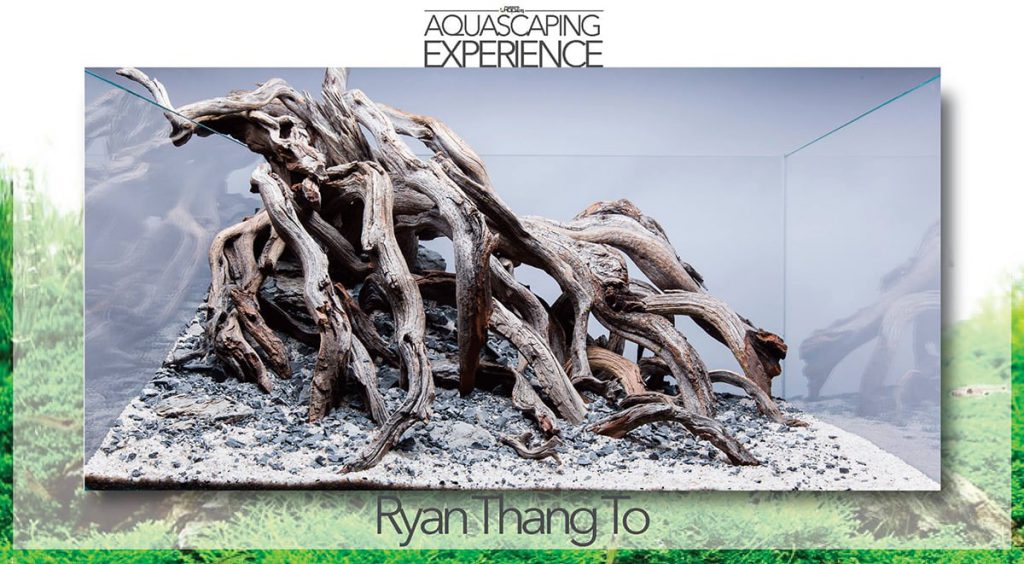 aquascaping event hardscape challenge