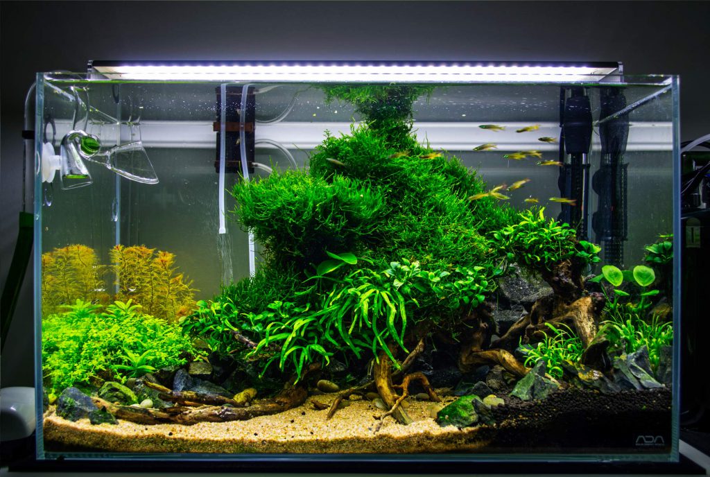yamaya-stones-aquascaping