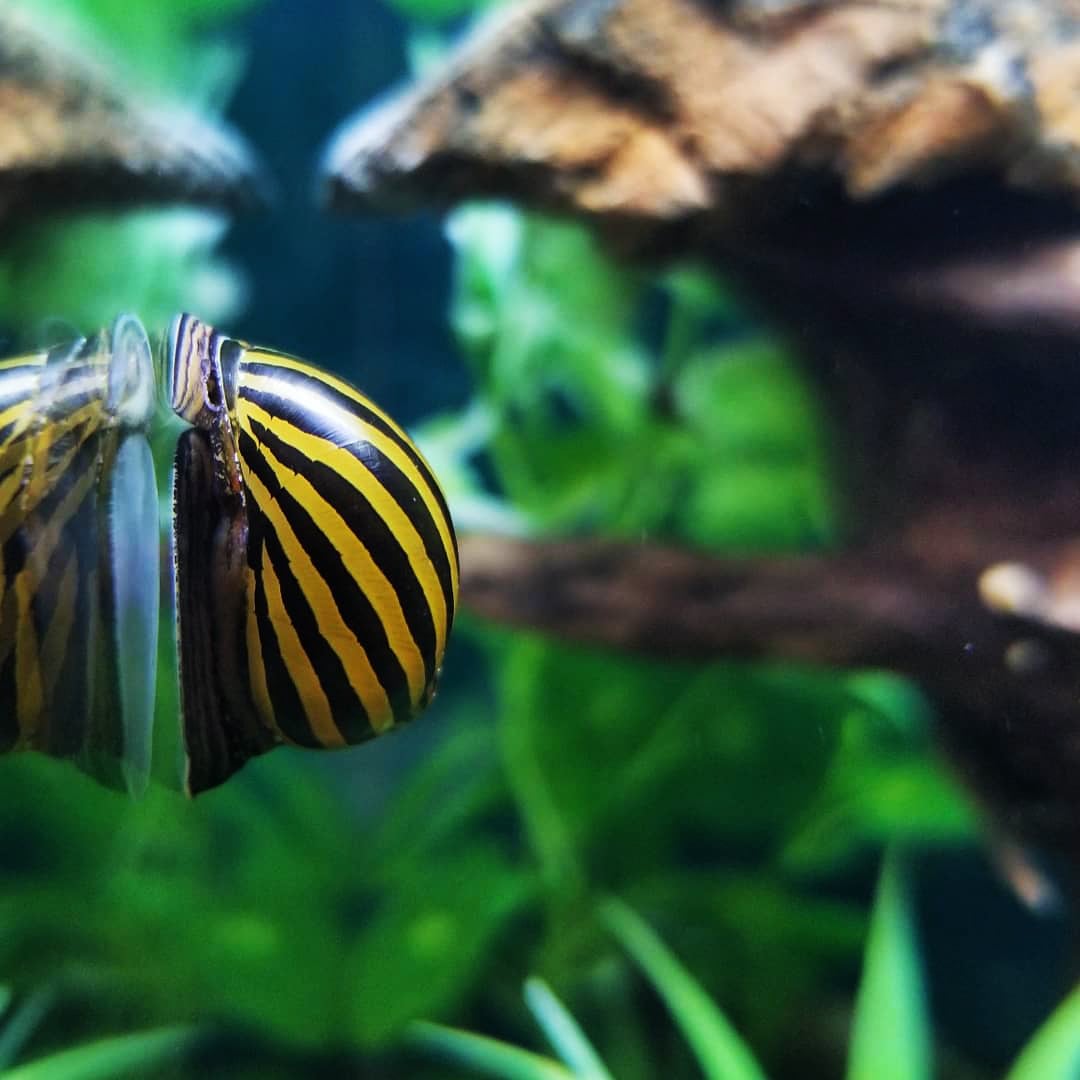 Zebra Nerite (Neritina natalensis) Zebra Nerite (Neritina natalensis)