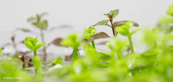 george farmer aquascaping interview