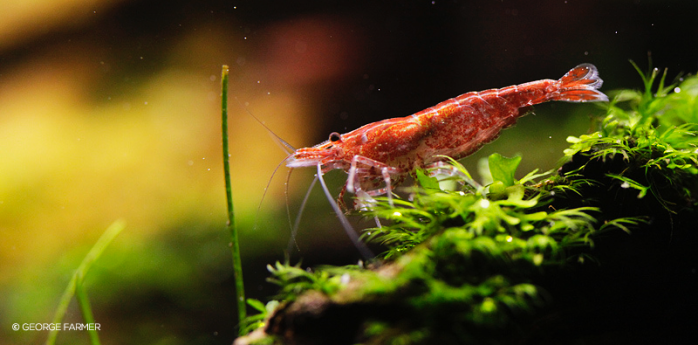 george farmer aquascaping interview