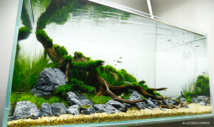 george farmer aquascaping interview