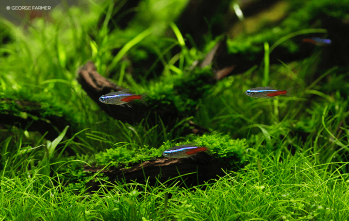 george farmer aquascaping interview