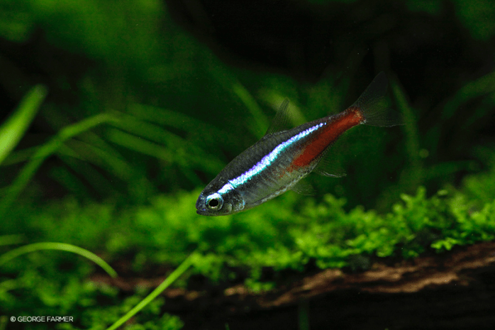 george farmer aquascaping interview