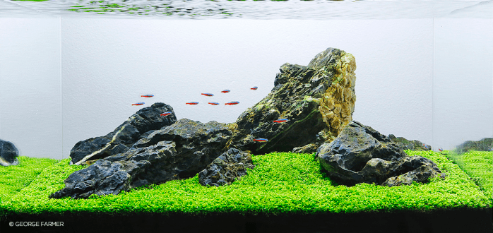 george farmer aquascaping interview